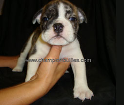 bulldog_puppy_for_sale_10