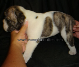 bulldog_puppy_for_sale_12