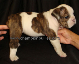 bulldog_puppy_for_sale_14