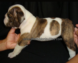 bulldog_puppy_for_sale_15