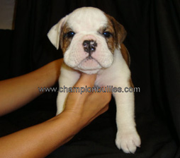 bulldog_puppy_for_sale_16