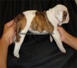 bulldog_puppy_for_sale_17