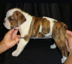 bulldog_puppy_for_sale_18