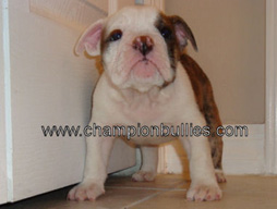 bulldog_puppy_for_sale_19