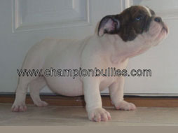 bulldog_puppy_for_sale_2