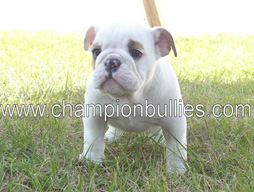 bulldog_puppy_for_sale_22
