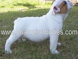 bulldog_puppy_for_sale_23