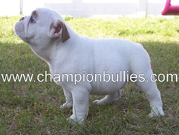bulldog_puppy_for_sale_24