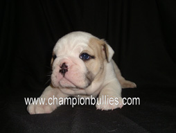 bulldog_puppy_for_sale_25