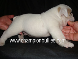 bulldog_puppy_for_sale_26