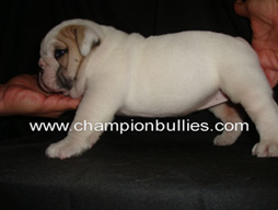 bulldog_puppy_for_sale_27