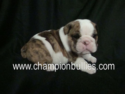 bulldog_puppy_for_sale_28