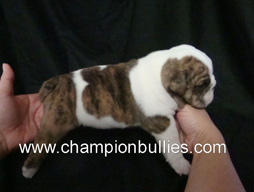 bulldog_puppy_for_sale_29