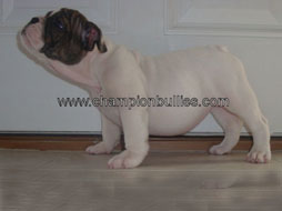 bulldog_puppy_for_sale_3