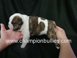 bulldog_puppy_for_sale_30
