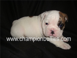 bulldog_puppy_for_sale_31