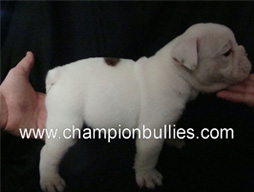 bulldog_puppy_for_sale_32