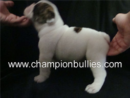 bulldog_puppy_for_sale_33