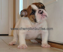 bulldog_puppy_for_sale_4