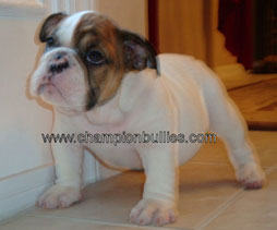bulldog_puppy_for_sale_6