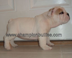 bulldog_puppy_for_sale_8