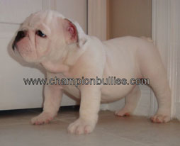 bulldog_puppy_for_sale_9